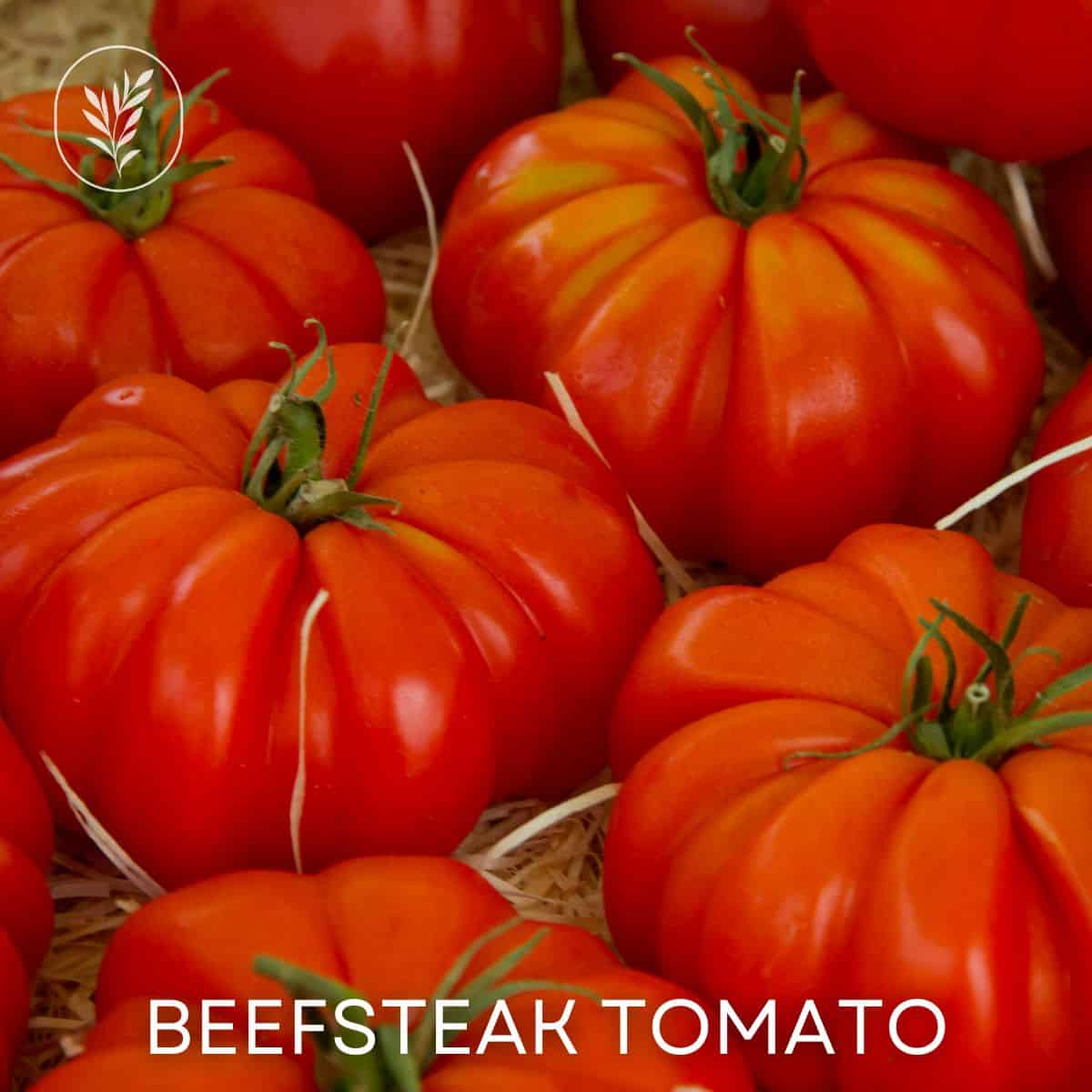 Beefsteak tomato via @home4theharvest