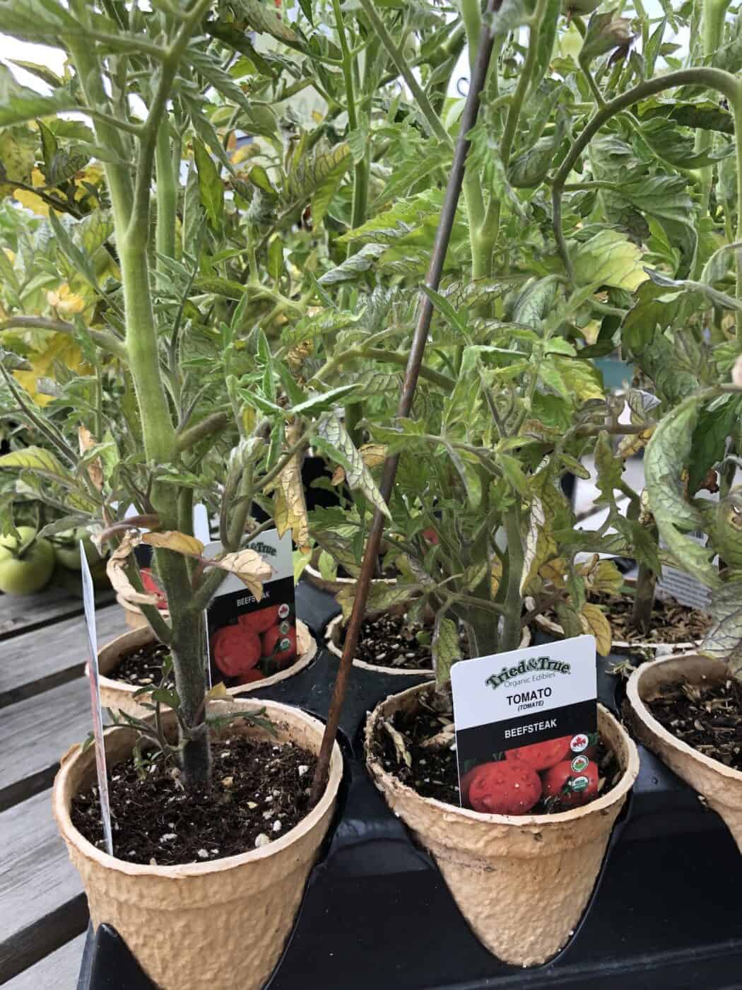 Beefsteak tomato 🍅 🌱 Uncover the secrets to growing this hearty slicer ...