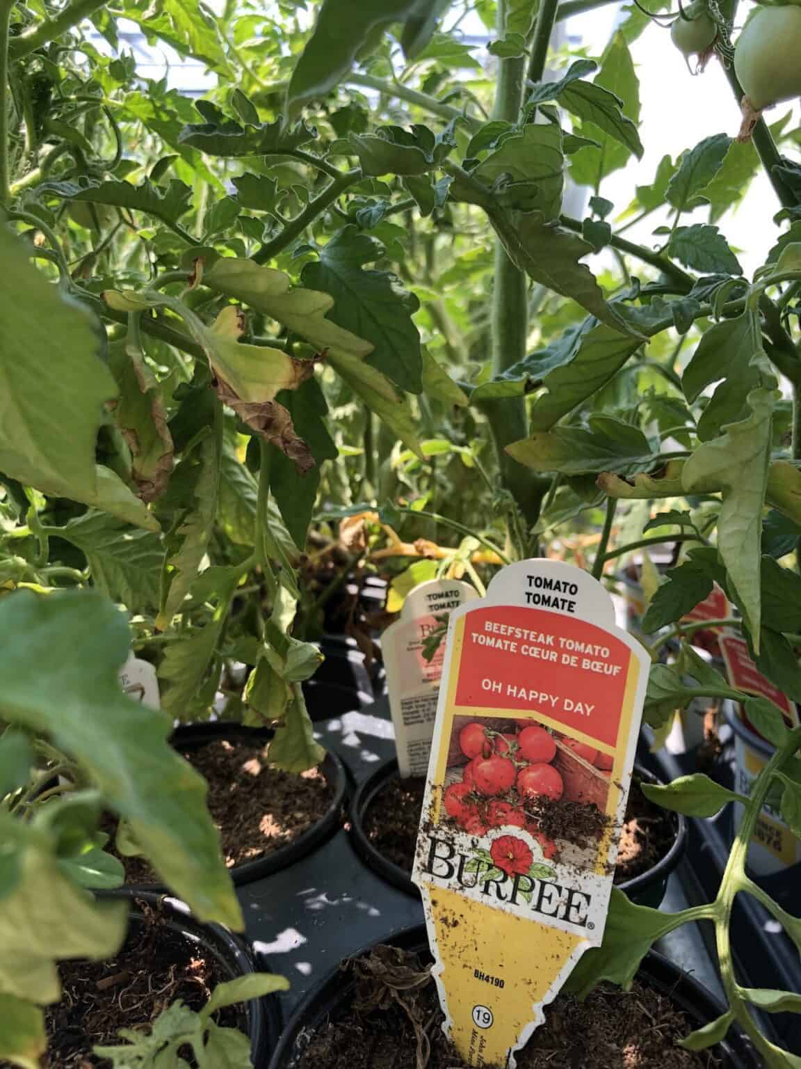 Beefsteak tomato 🍅 🌱 Uncover the secrets to growing this hearty slicer