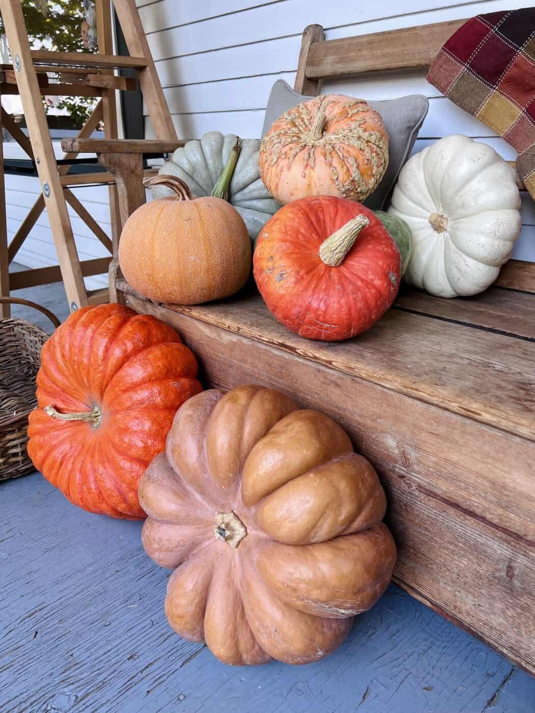 23+ best pumpkins for pie 🥧 🎃 Gourmet varieties to elevate your baking