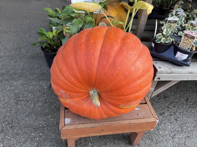 Big max pumpkin for sale