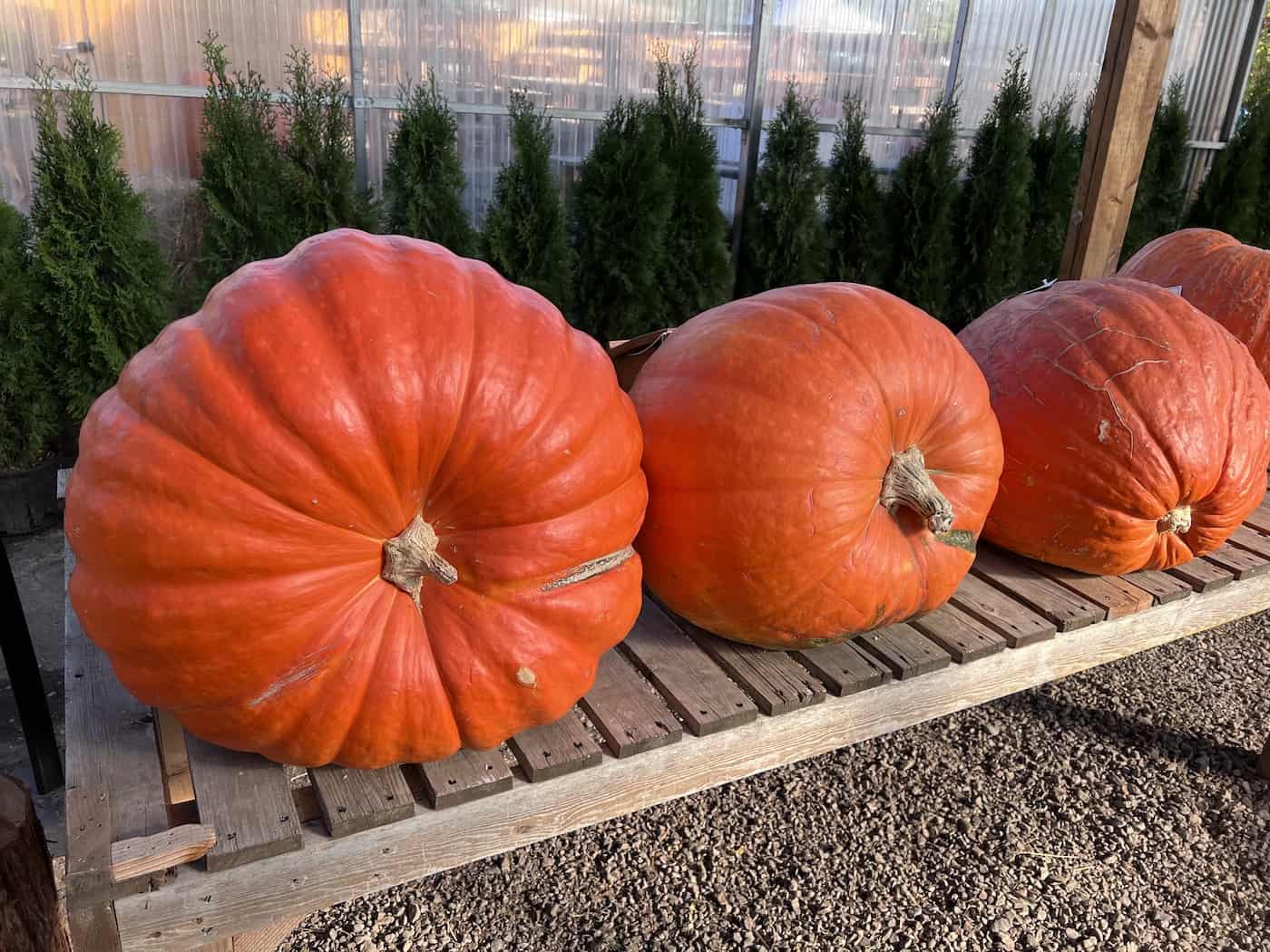 Big max pumpkins