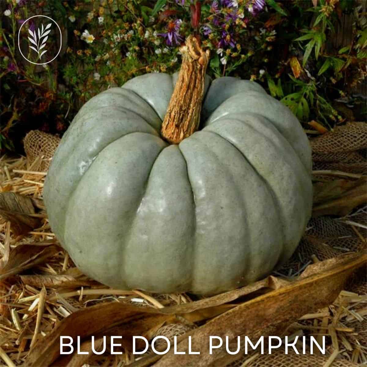 Blue doll pumpkin via @home4theharvest