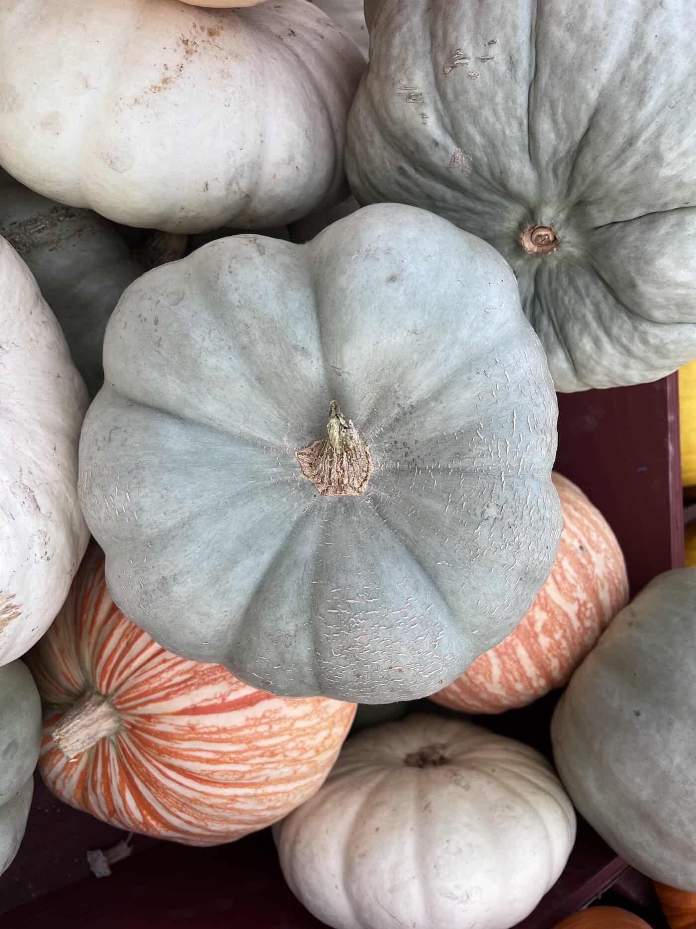 Blue Doll pumpkin 🎃 💙 Grow and savor this unique, vibrant squash!