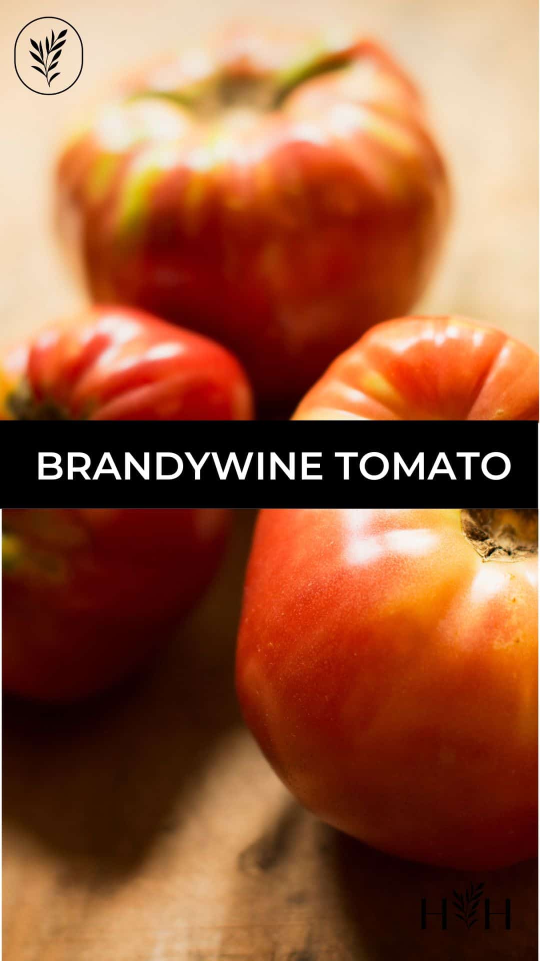Brandywine tomato via @home4theharvest