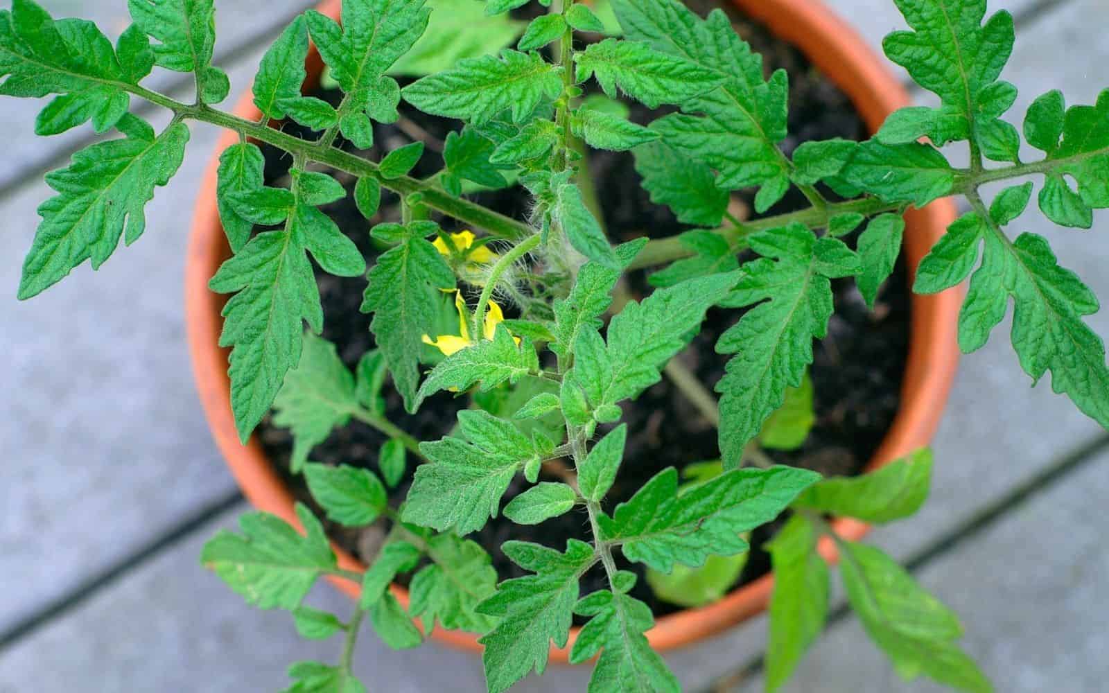 Bush tomato - small-space tomato plants