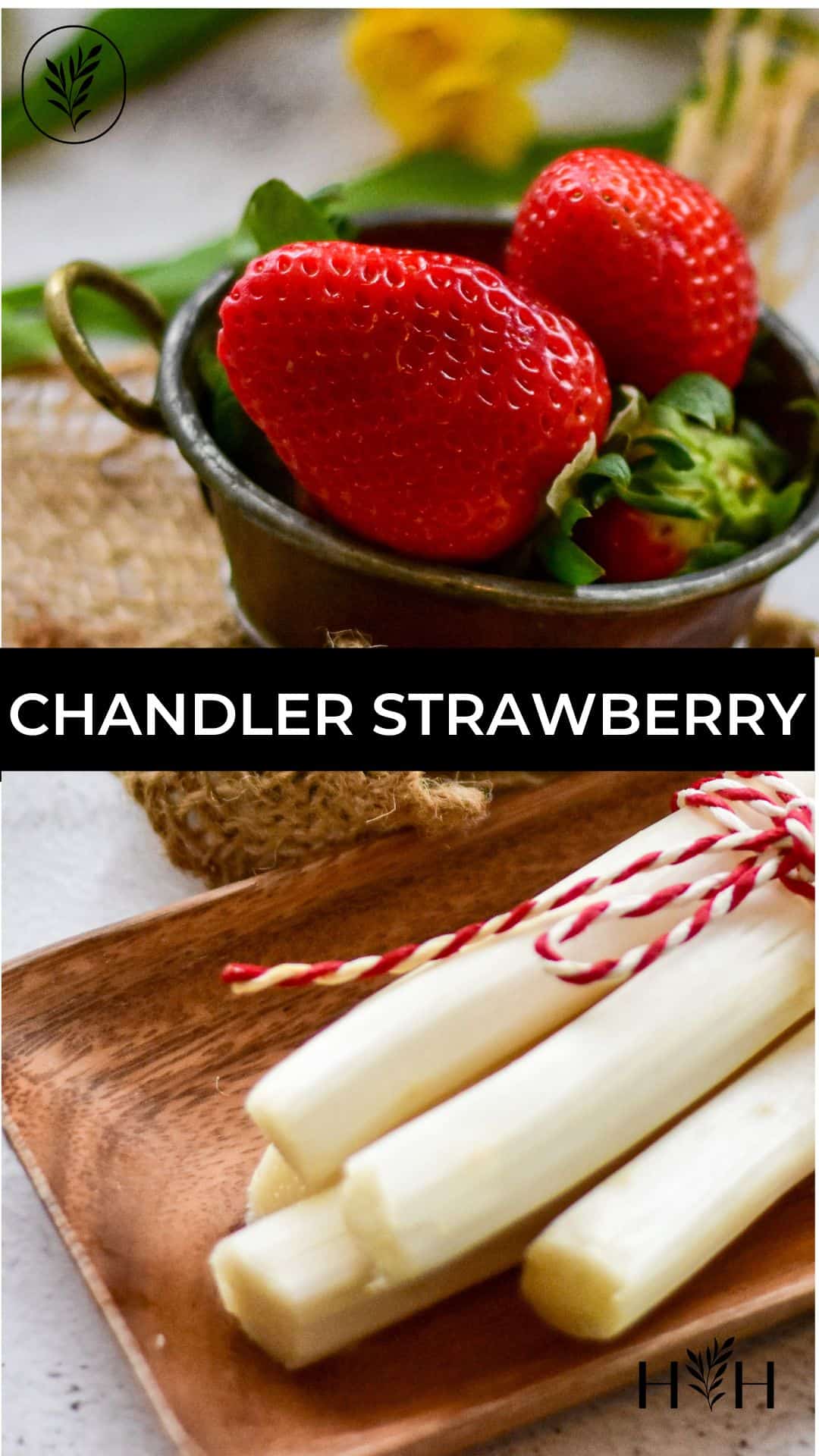 Chandler strawberry via @home4theharvest