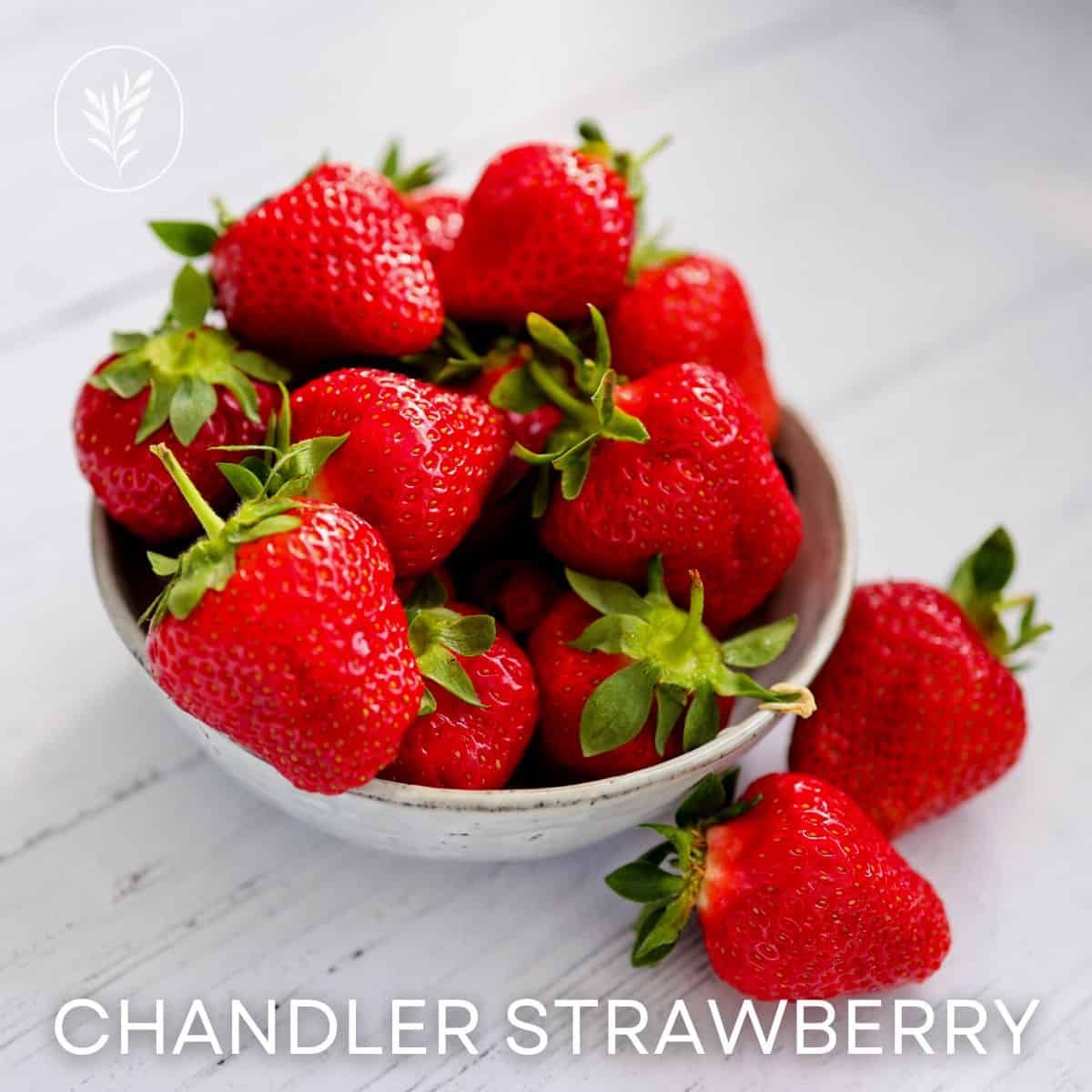 Chandler strawberry via @home4theharvest