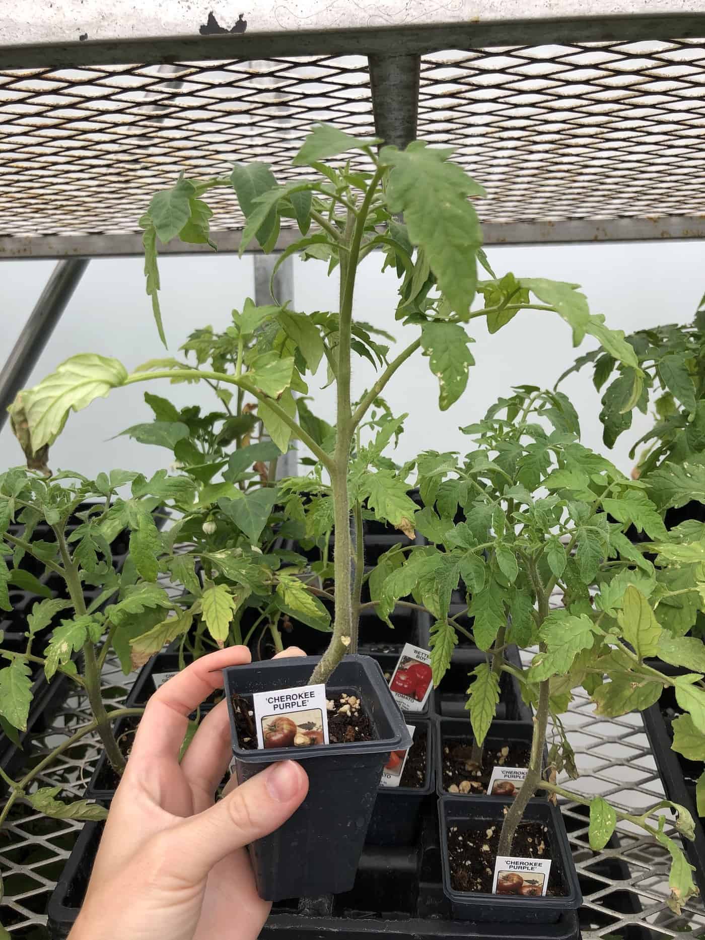 Cherokee purple tomato seedling plant