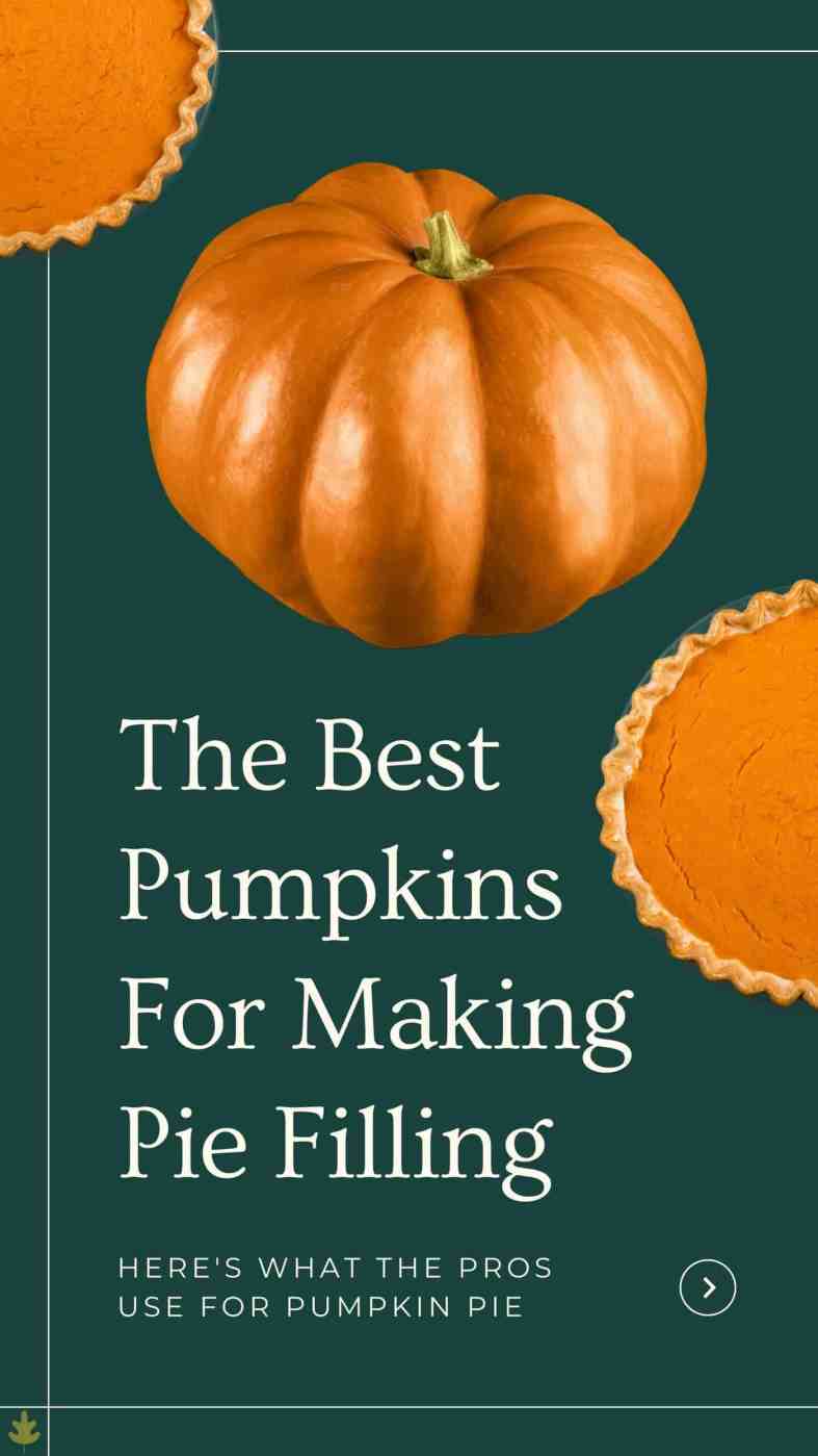 Best Pumpkins For Pie 20+ Gourmet Culinary Varieties For Baking
