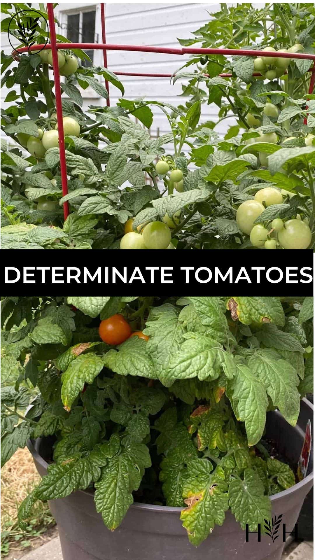 Determinate tomatoes via @home4theharvest