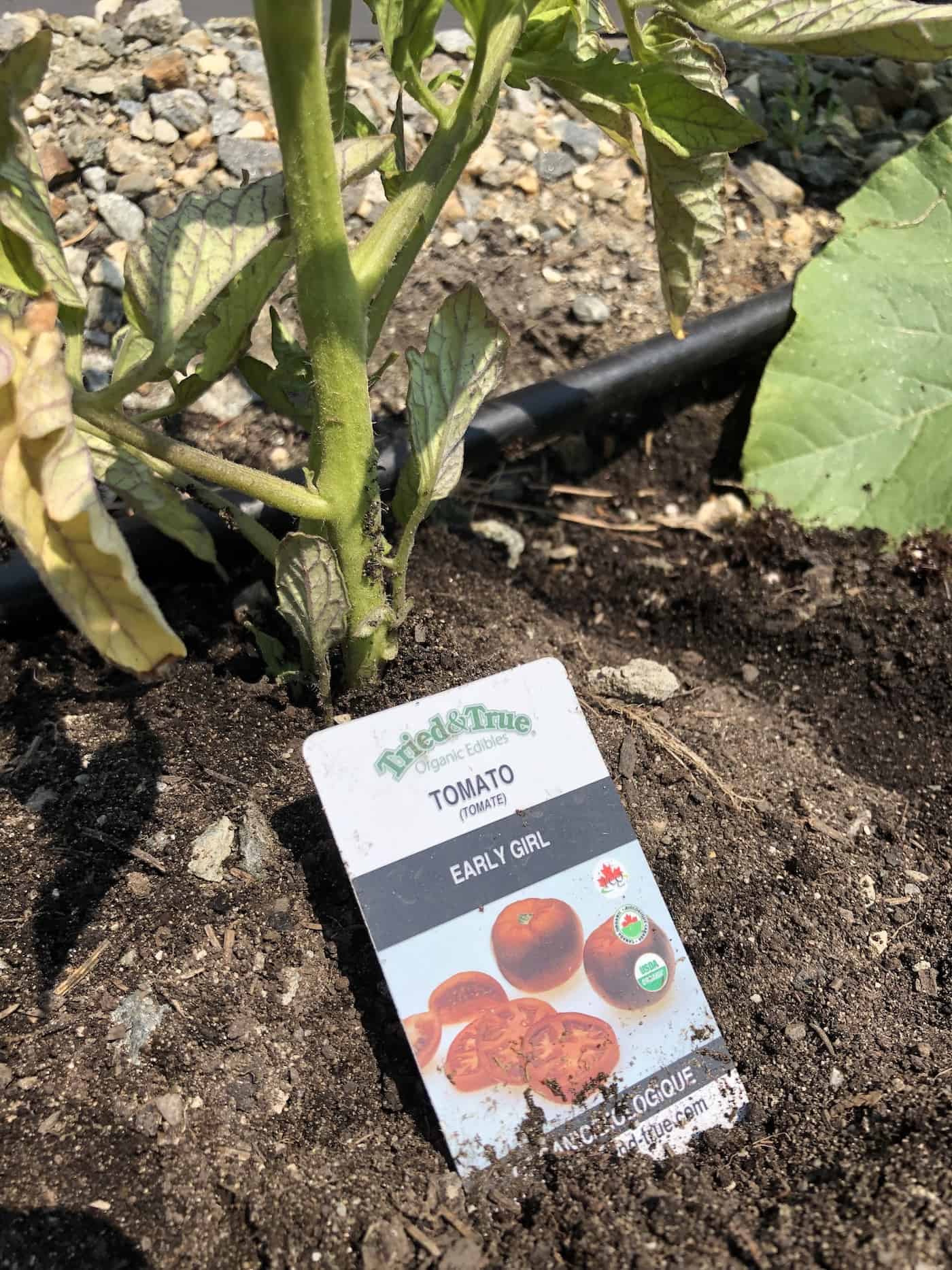 Early Girl tomato 🍅 🌱 Discover the benefits of this fastgrowing variety
