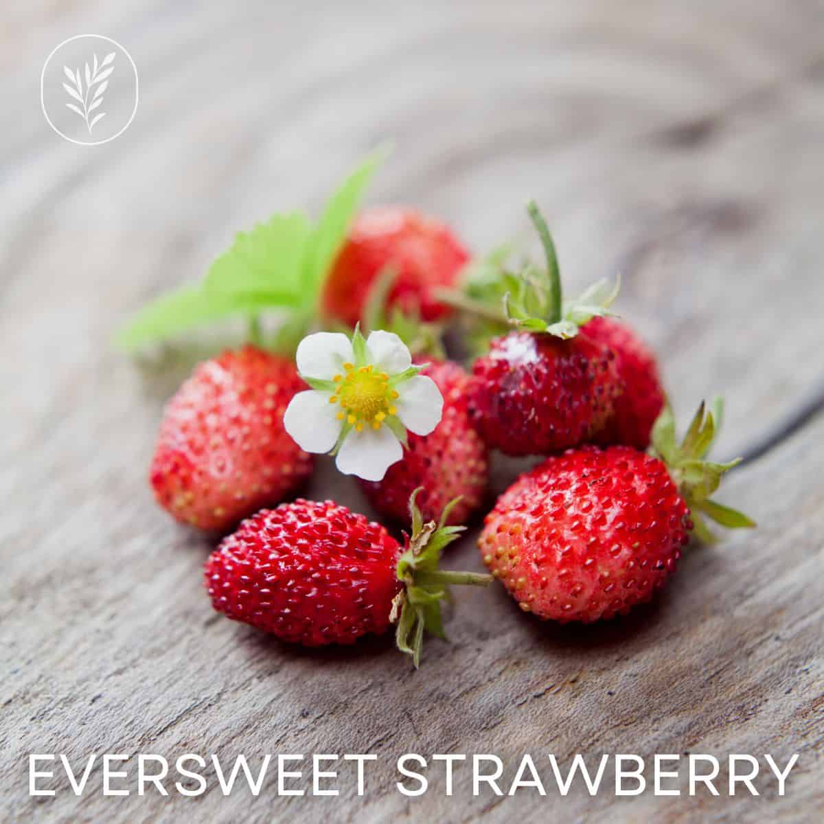 Eversweet strawberry via @home4theharvest