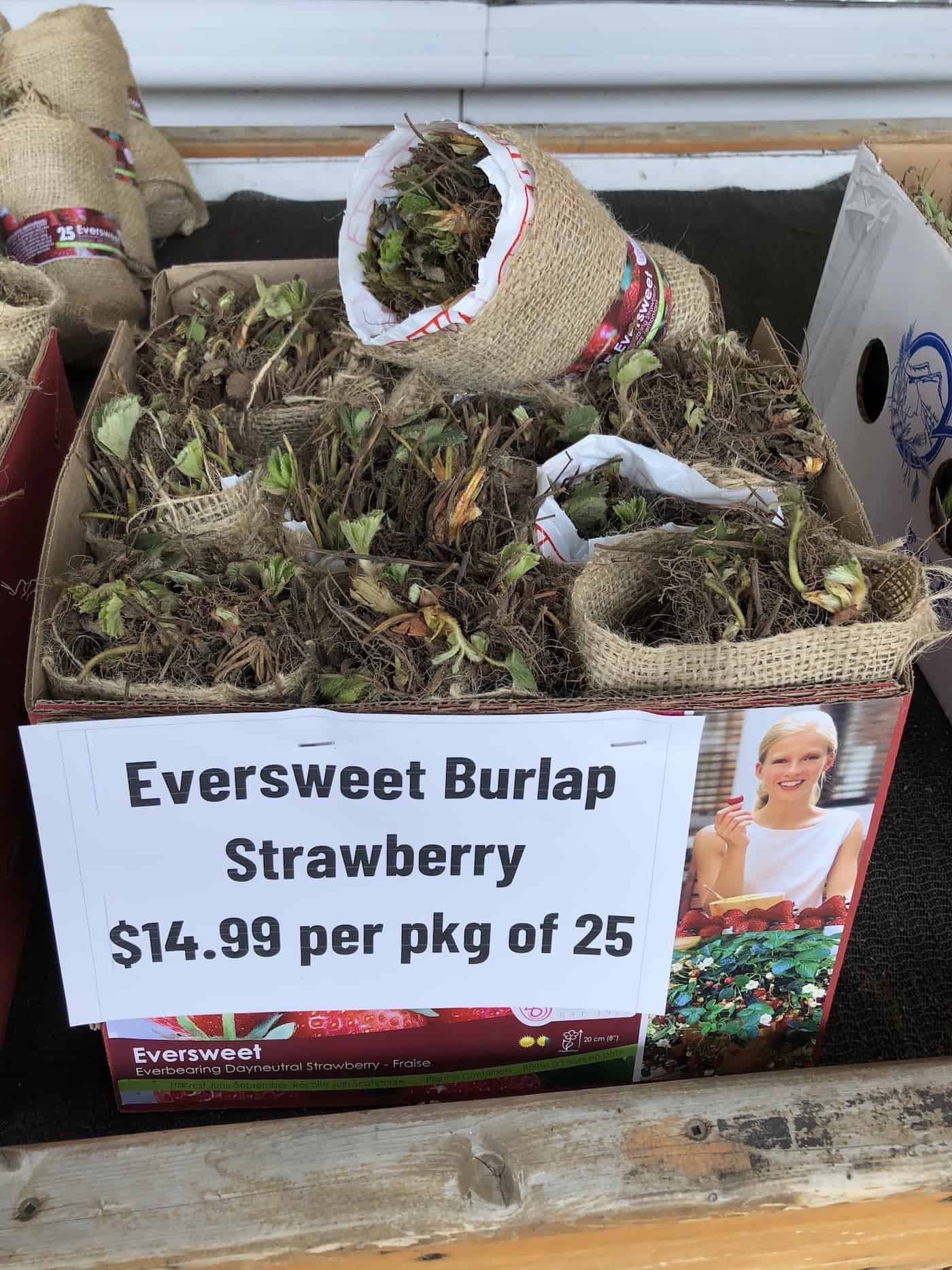 Eversweet strawberry bare root plants