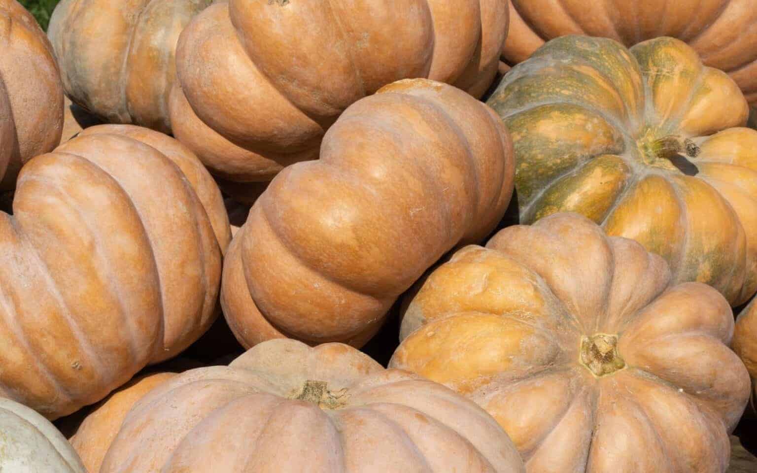 Fairytale Pumpkin French Heirloom Musquée de Provence Variety Pumpkins