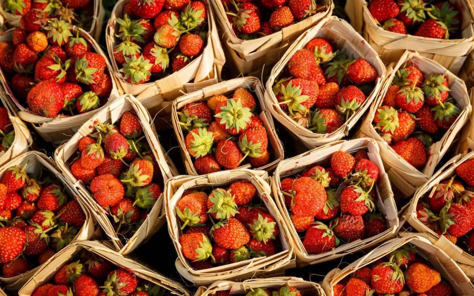 Chandler strawberry, an abundant delight 🍓 ️ Discover the perks of growing this fruity gem