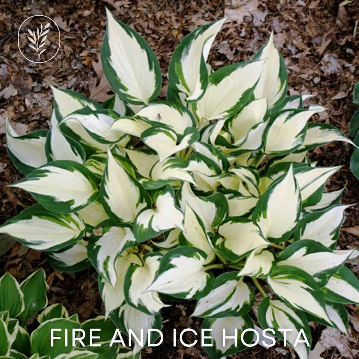 Fire and ice hosta via @home4theharvest