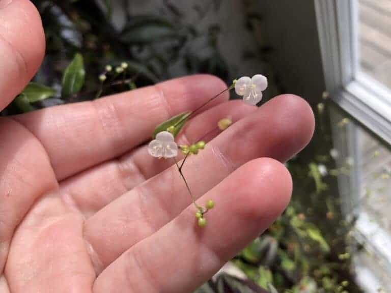Bridal veil plant 👰 🌿 Uncover the secrets to a flourishing and graceful growth