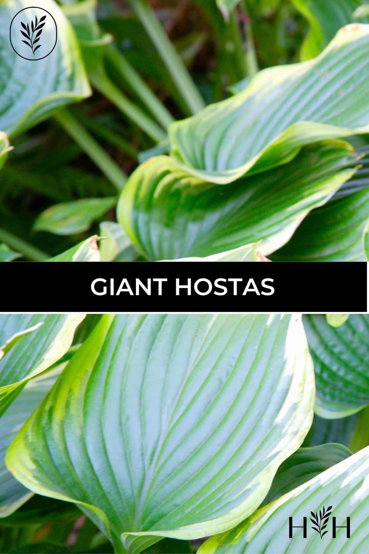 Giant hostas via @home4theharvest