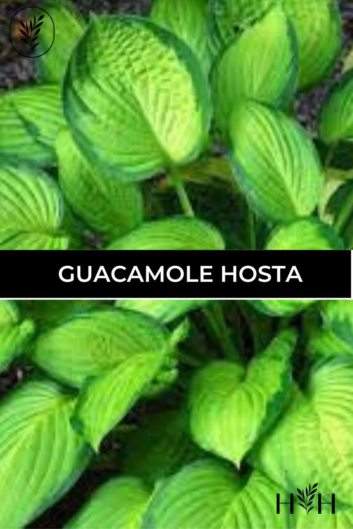Guacamole hosta via @home4theharvest