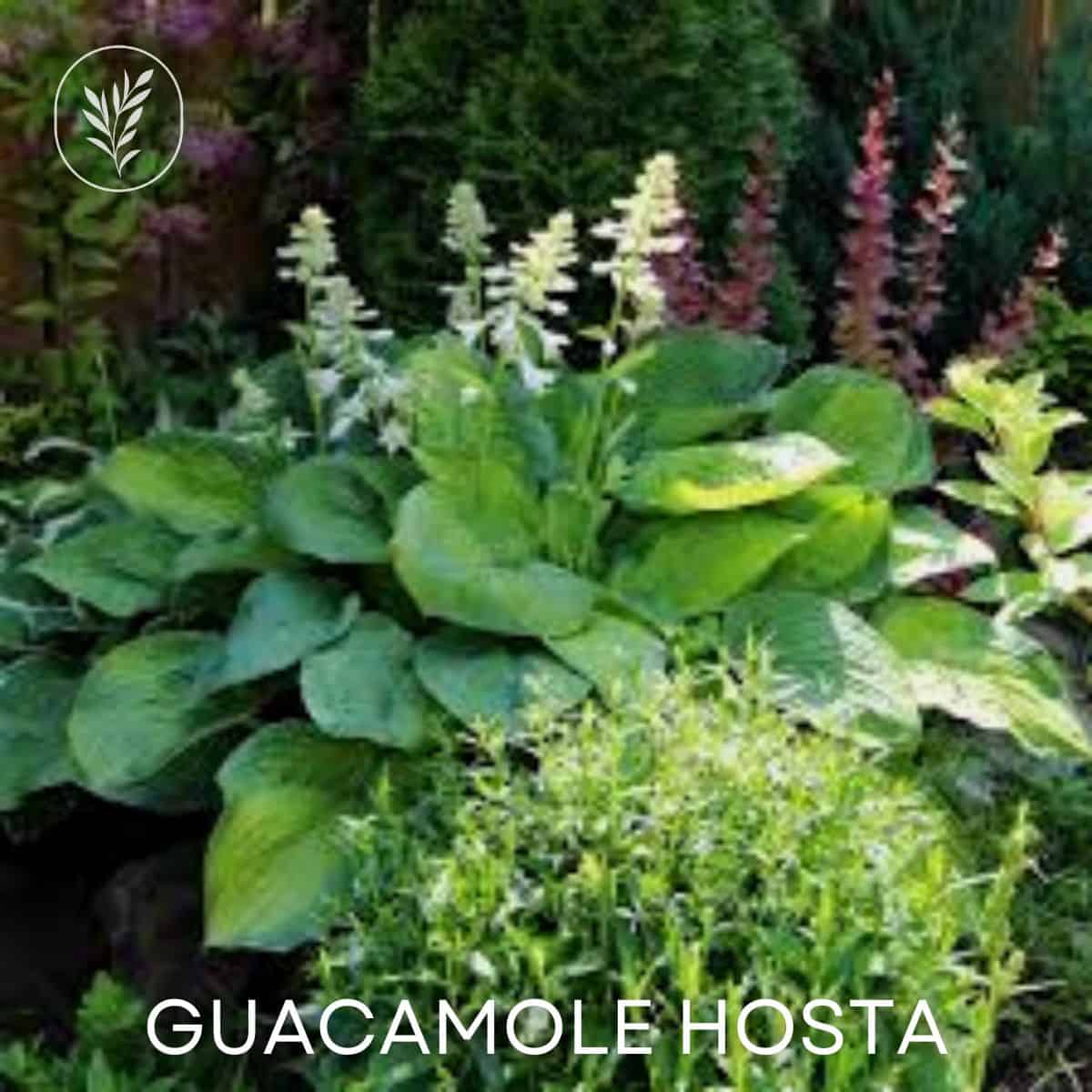 Guacamole hosta via @home4theharvest