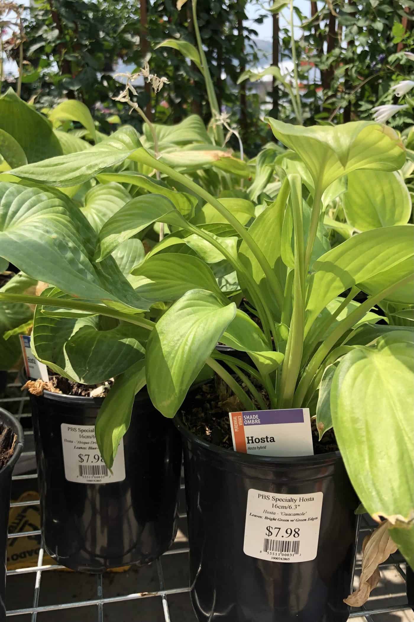 Guacamole hosta 🌱 🥑 🌿 Discover the joy of growing this vibrant variety