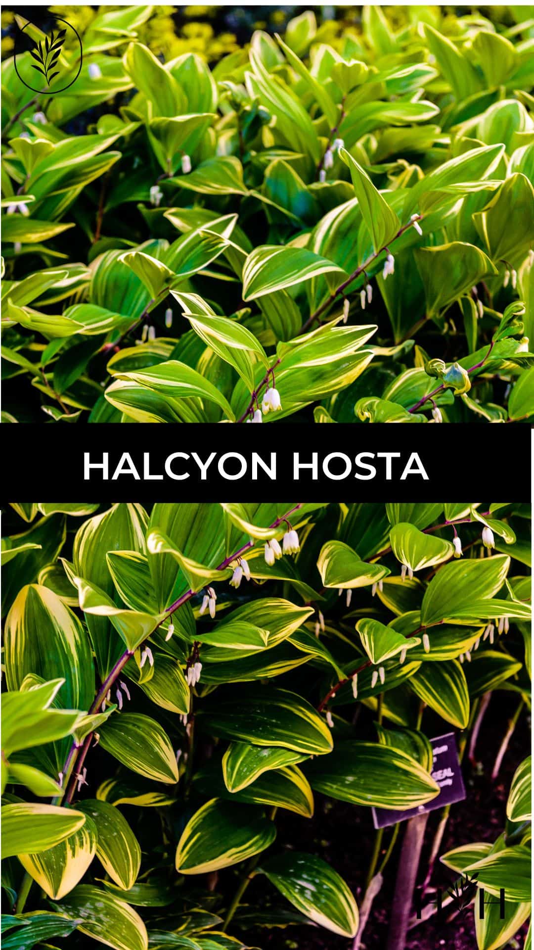 Halcyon hosta via @home4theharvest