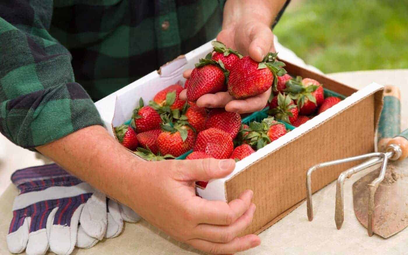 Quinault strawberry 🍓 🌱 A guide to this unique and flavorful variety