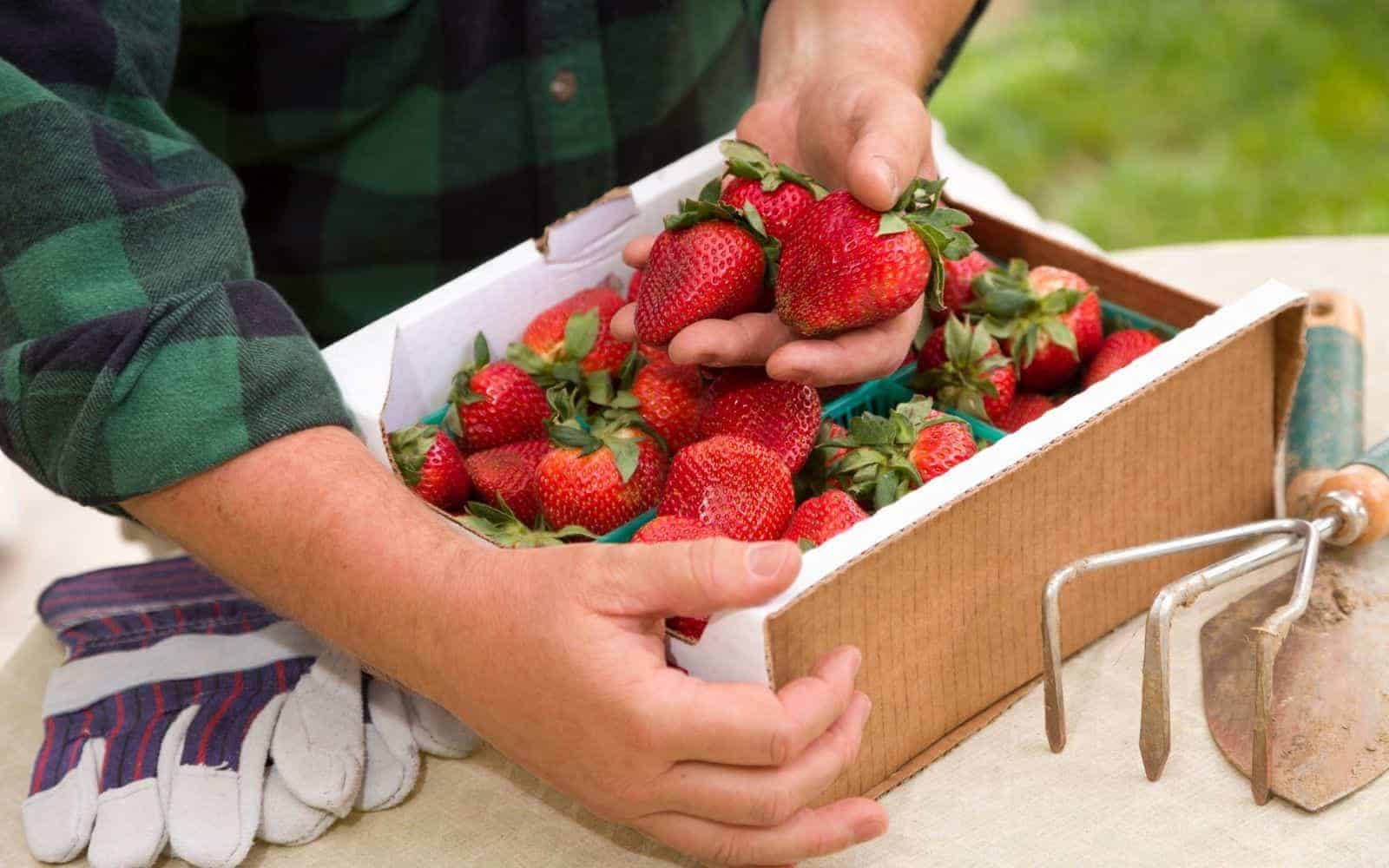 Harvesting ripe quinault strawberries in washington state