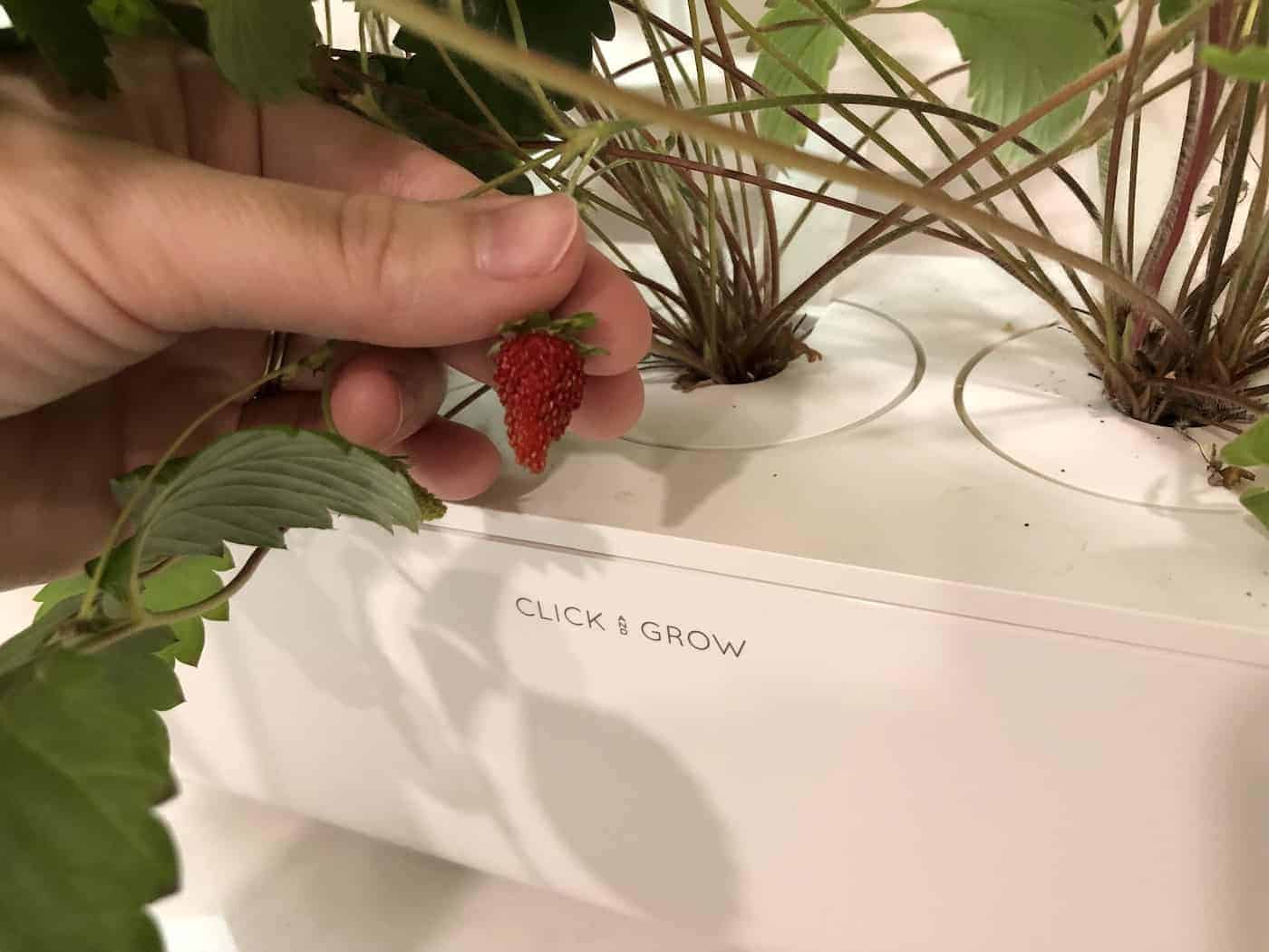 Harvesting strawberries indoors - smart garden