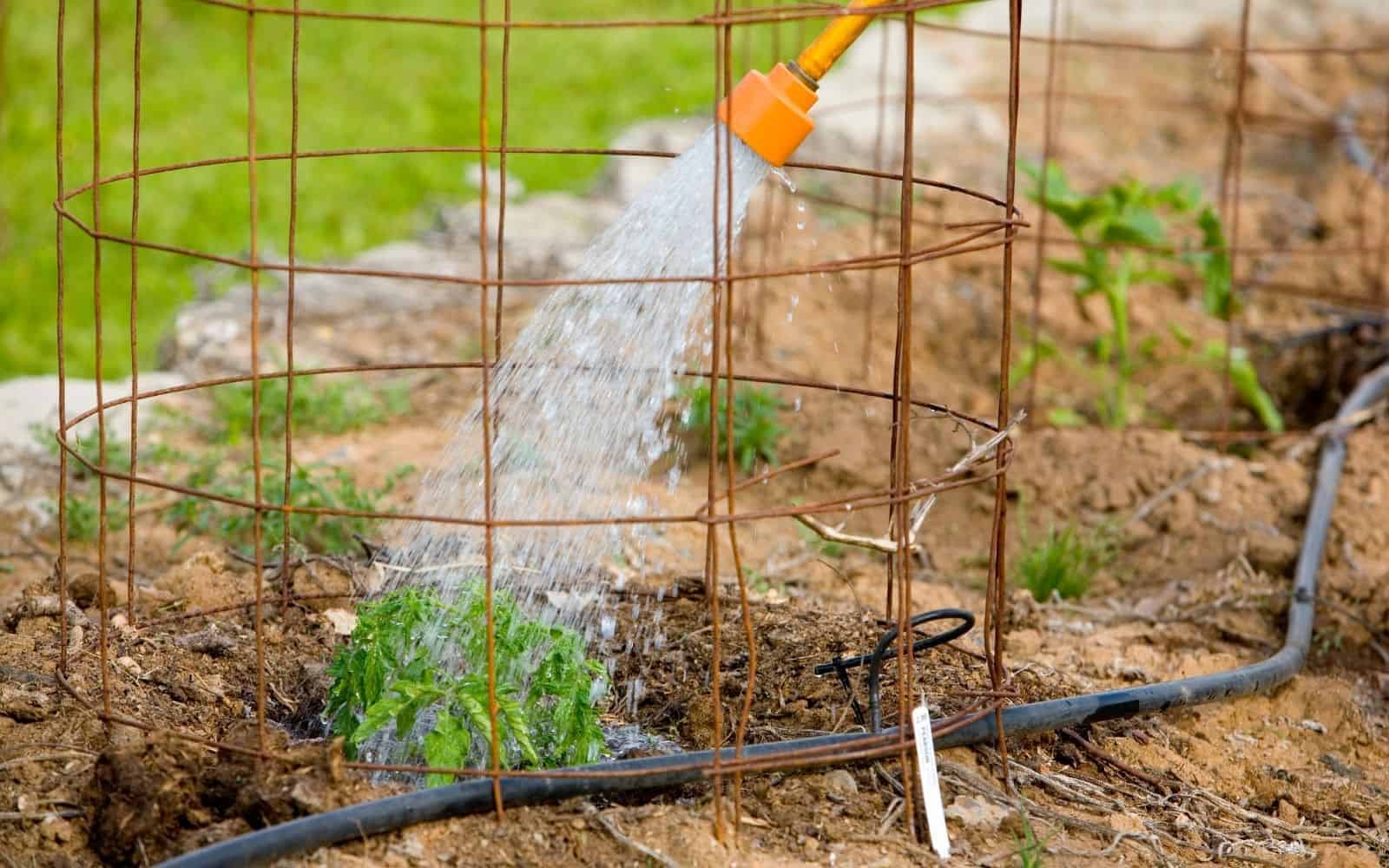heavy duty tomato cage made of wire fencing