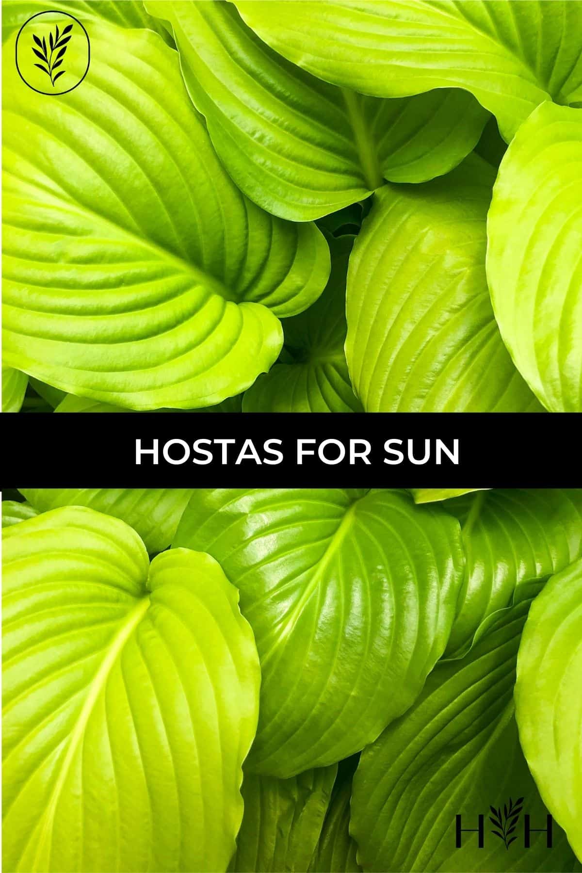 Hostas for sun via @home4theharvest