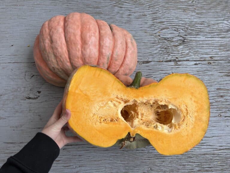 Porcelain Doll pumpkin 🌸 🎃 Explore the beauty and unique features of