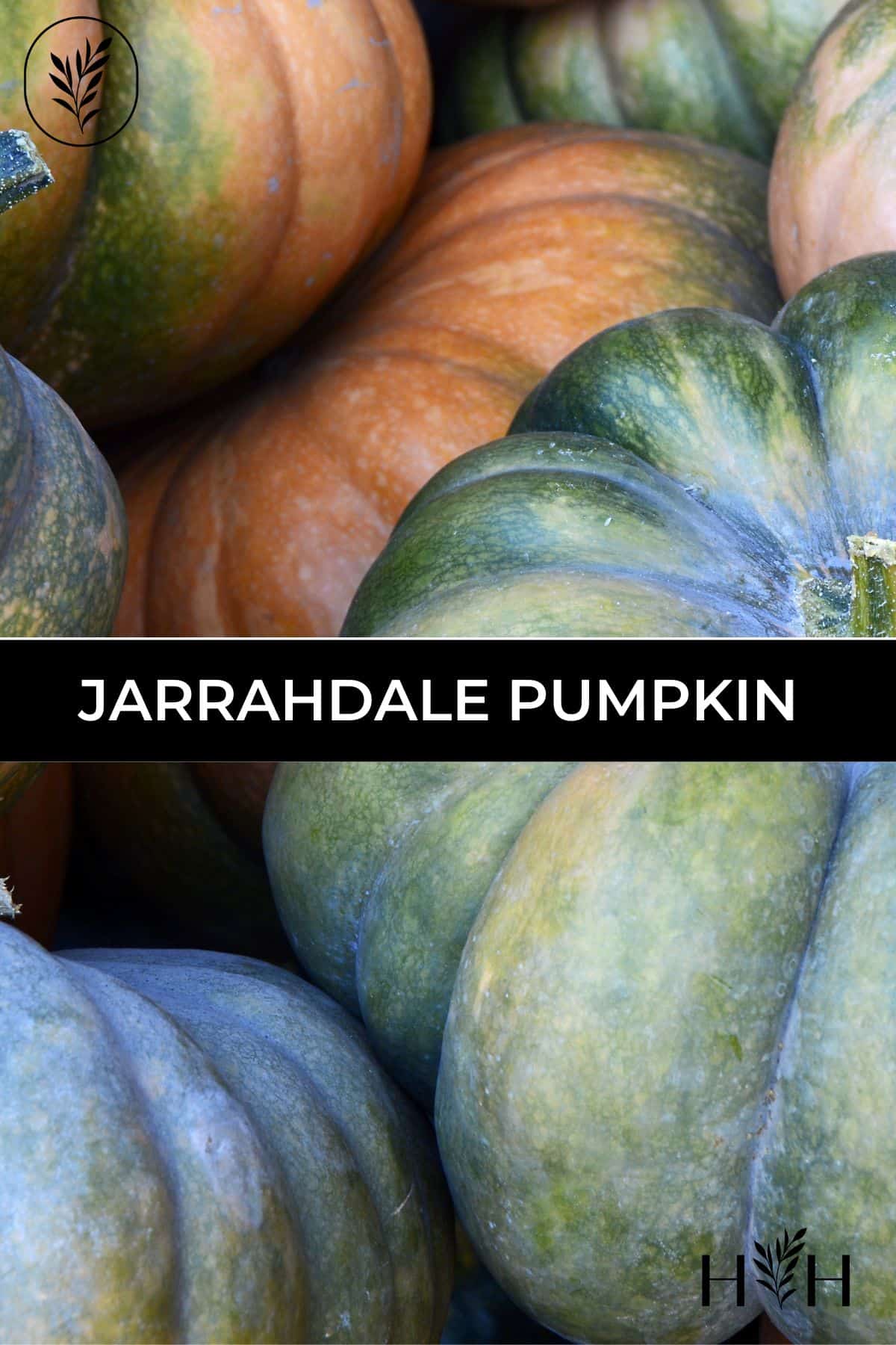 Jarrahdale pumpkin via @home4theharvest
