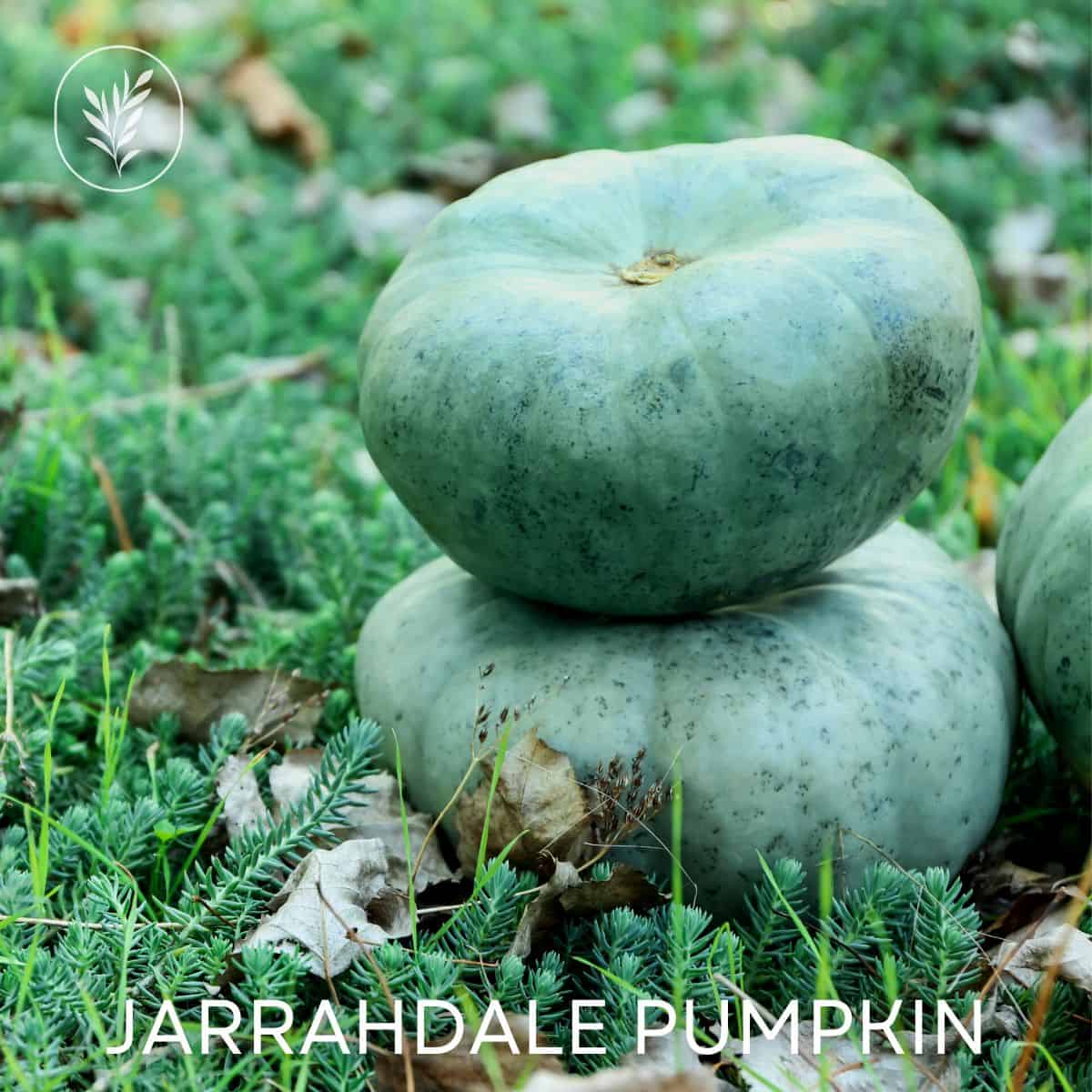 Jarrahdale pumpkin via @home4theharvest