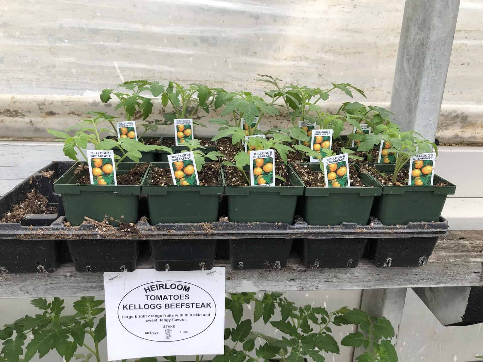 kellogg's breakfast tomato plants - seedling plants at nursery