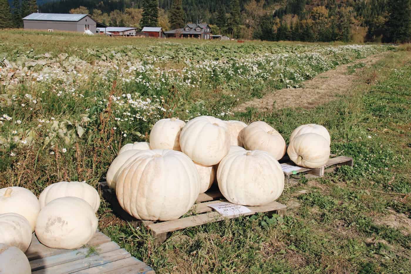 Large white pumpkins