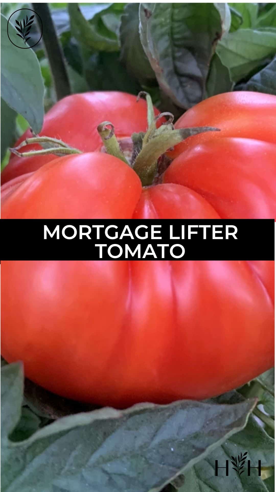 Mortgage lifter tomato via @home4theharvest