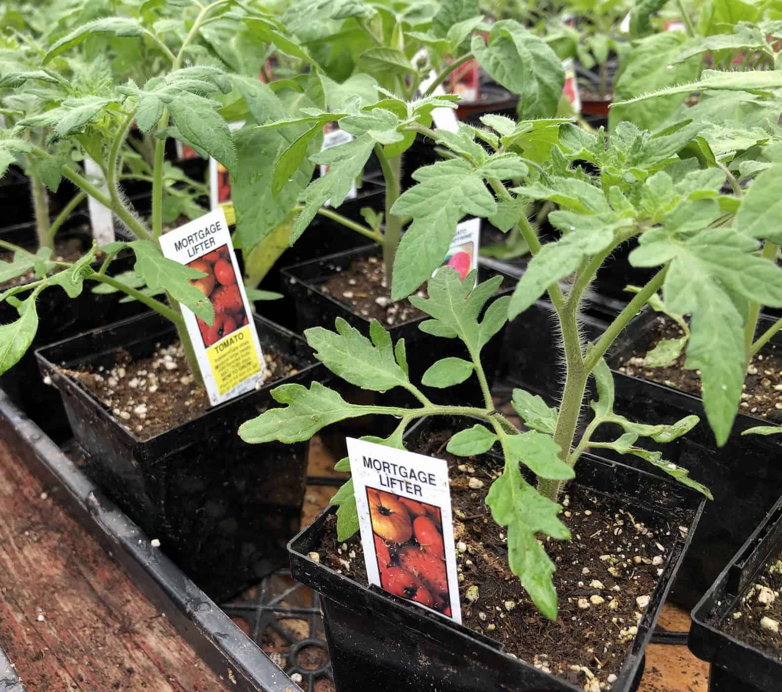 Mortgage lifter tomato plants at the garden center