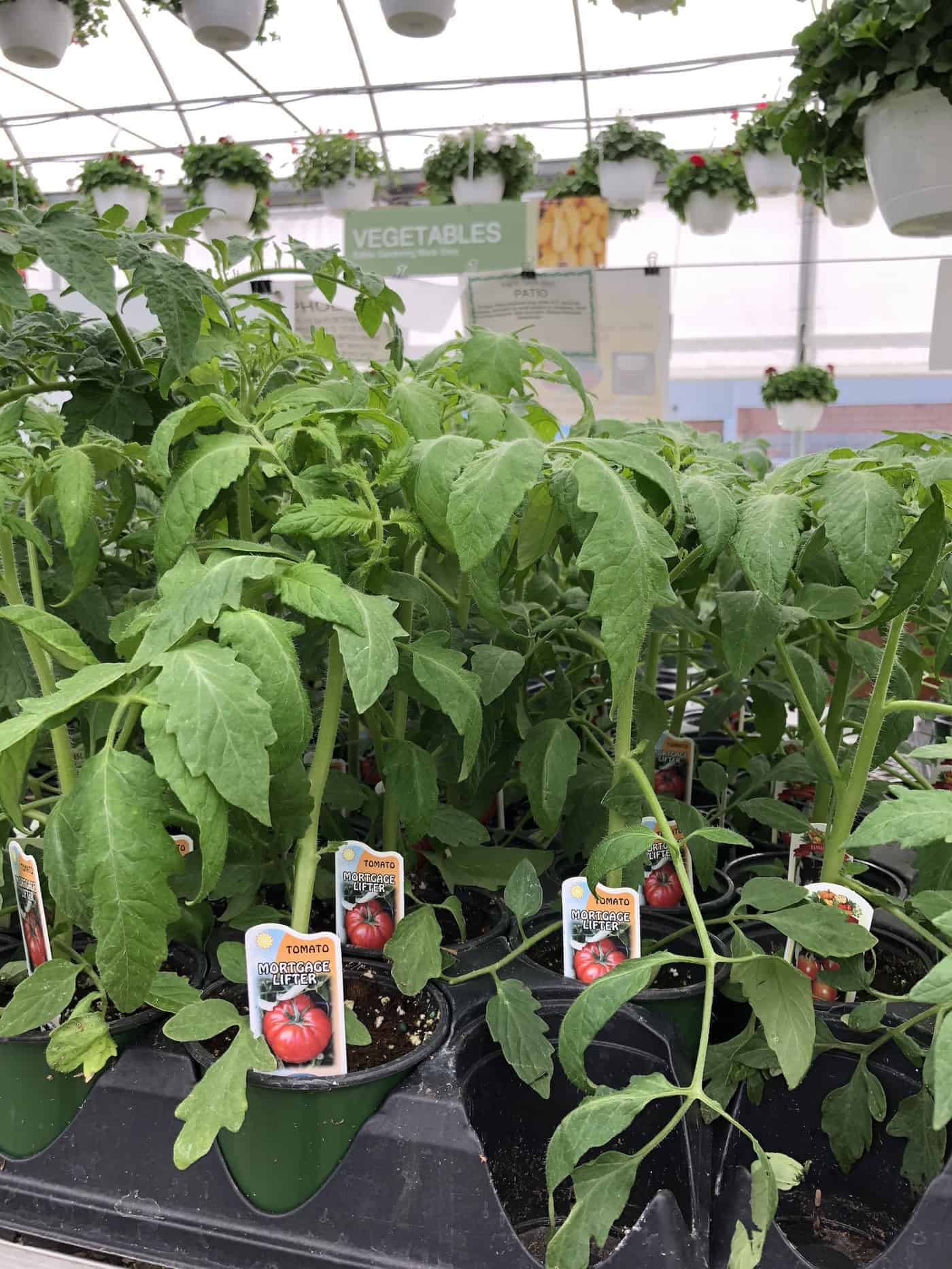 Mortgage lifter tomato seedlings at the plant nursery