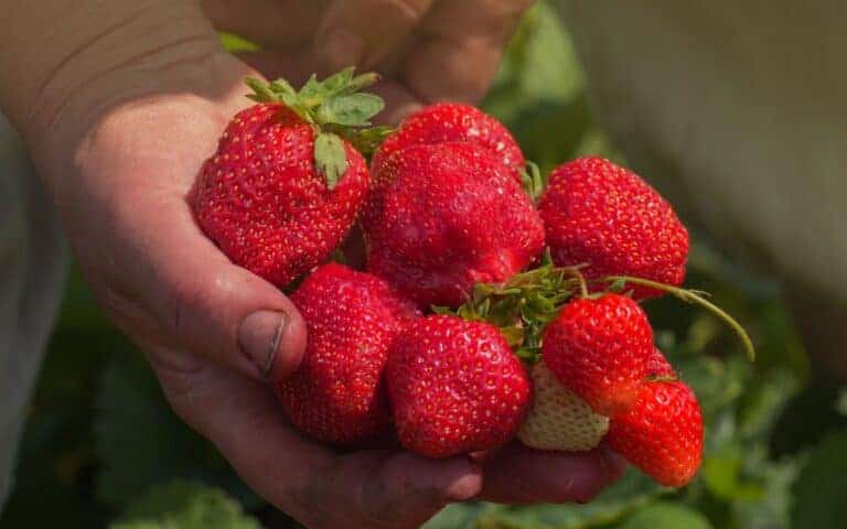 Ozark beauty strawberries