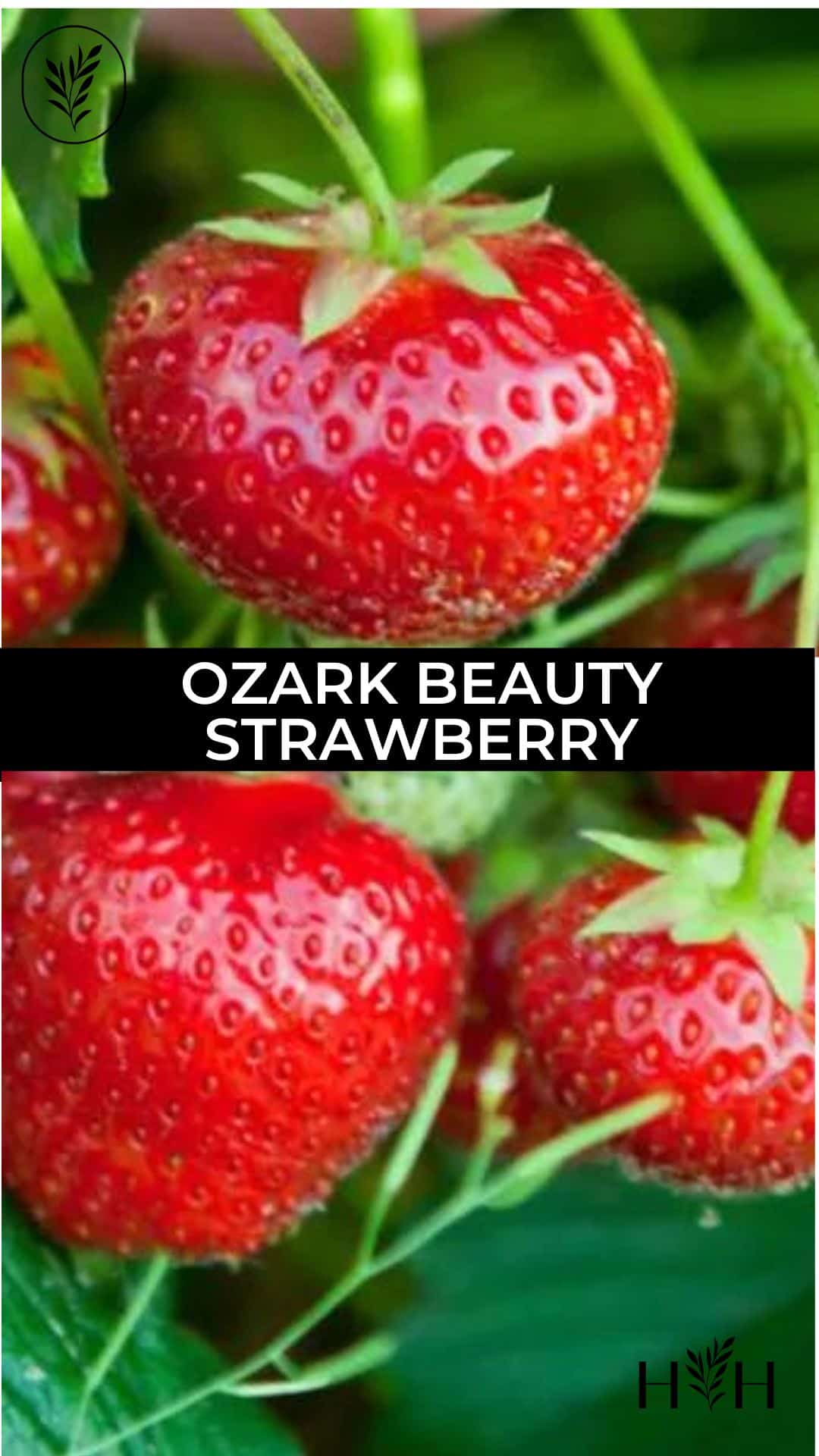 Ozark beauty strawberry via @home4theharvest
