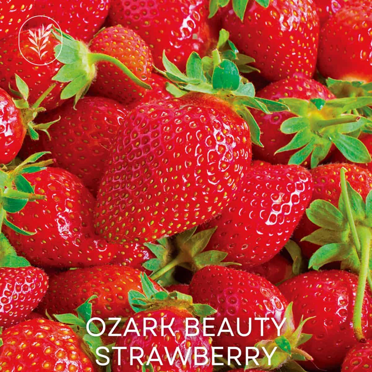 Ozark beauty strawberry via @home4theharvest