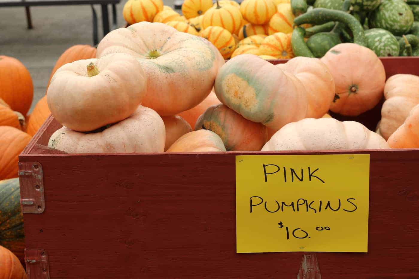 Pink porcelain doll pumpkins in big farm bin