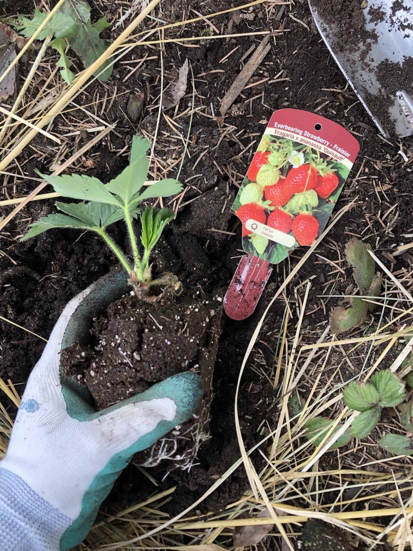 Planting a quinault strawberry plant in the strawberry patch