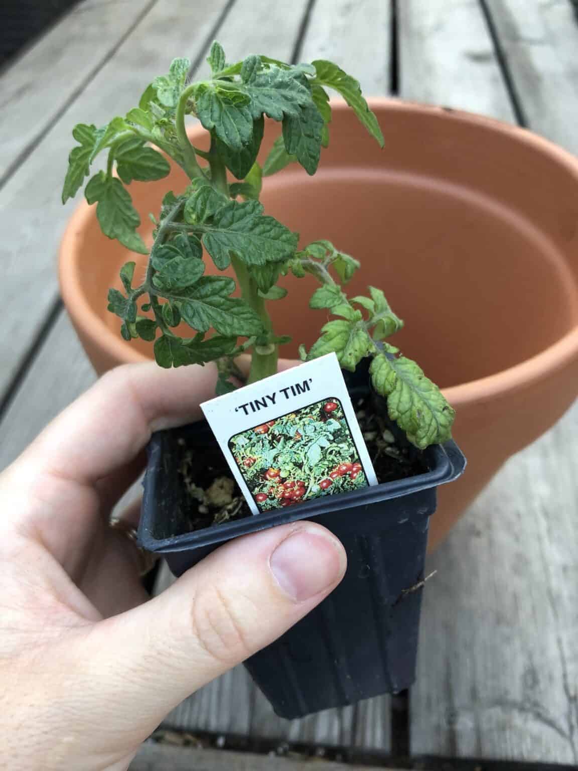 Tiny Tim tomato 🍅 🌱 A guide to growing this small but mighty variety