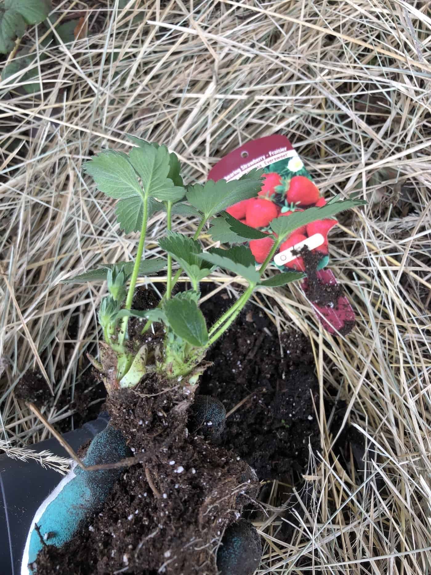 Planting an eversweet strawberry plant in the strawberry patch