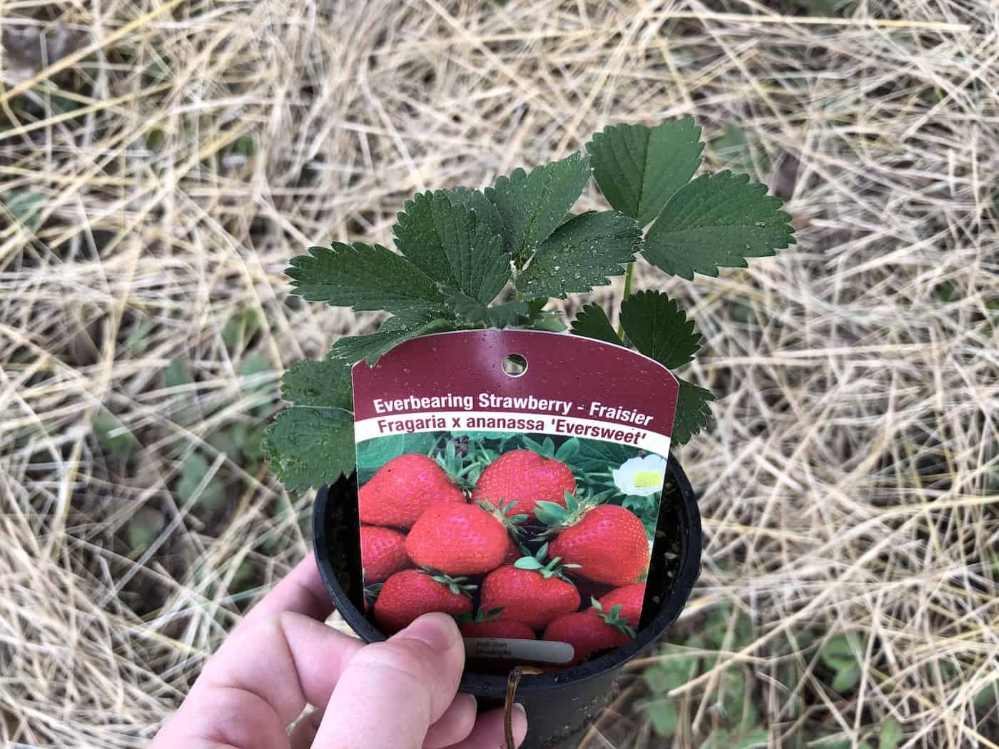 Planting eversweet strawberries
