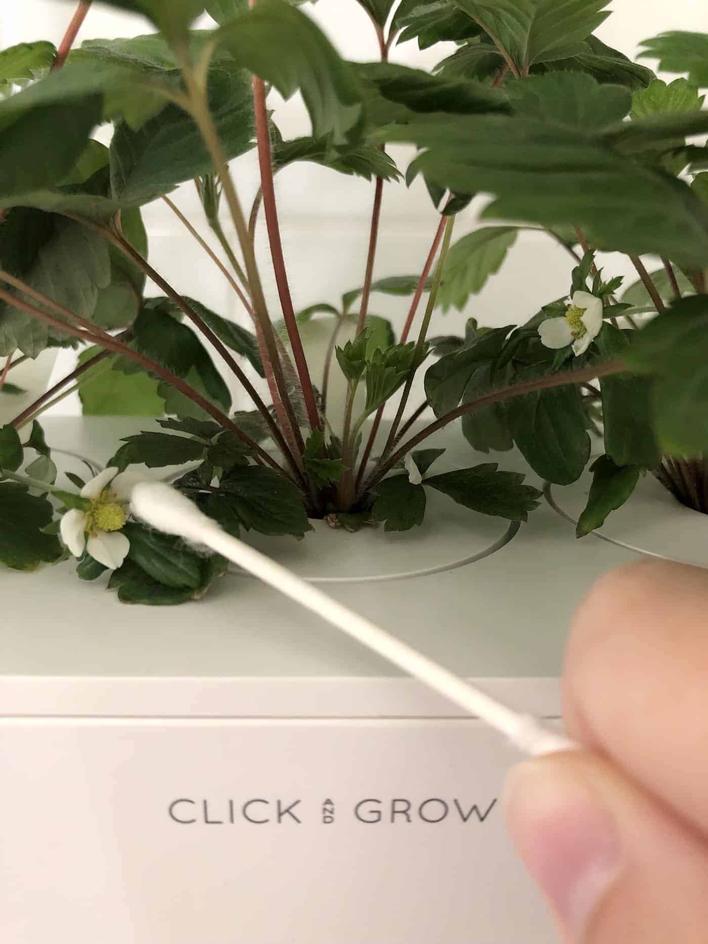 Pollinating strawberry flower with q-tip