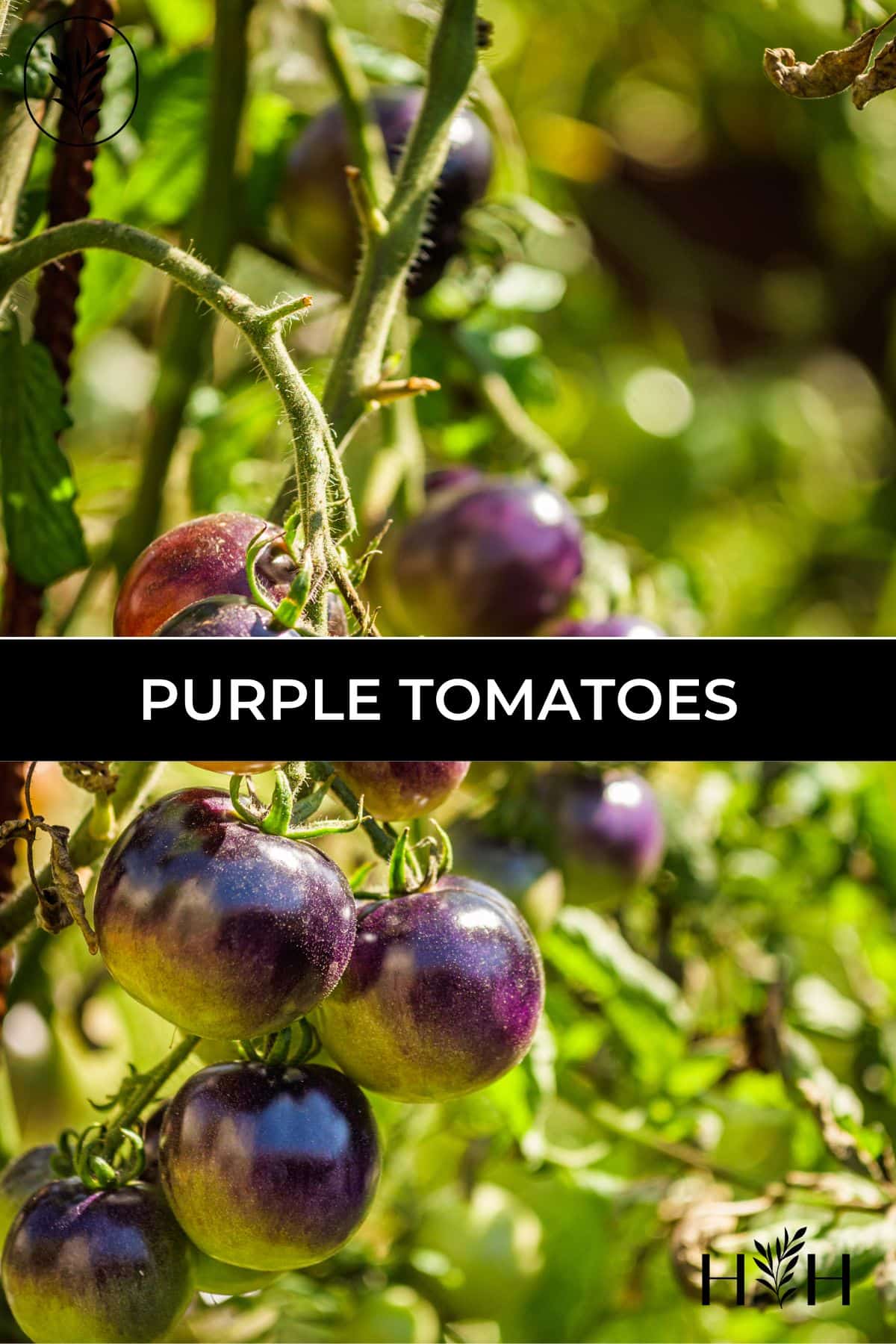 Purple tomatoes via @home4theharvest